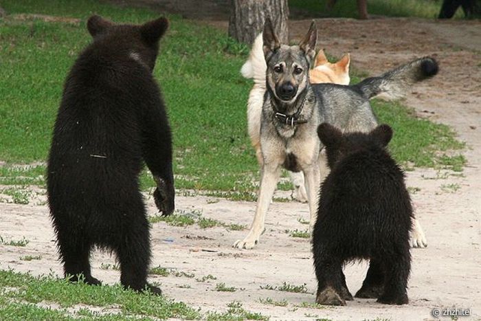 bear cubs visit