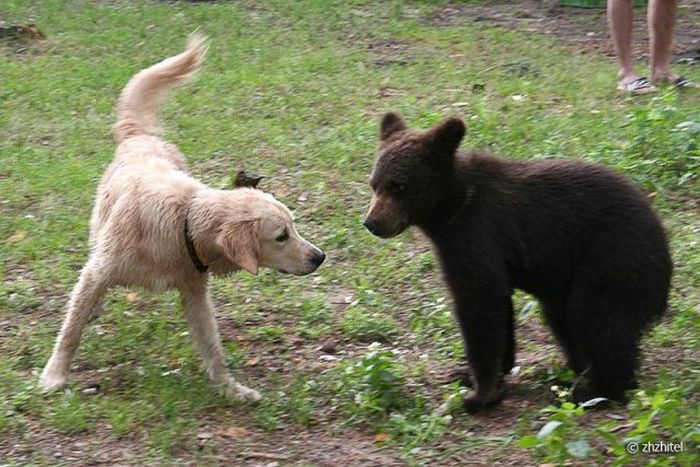 bear cubs visit