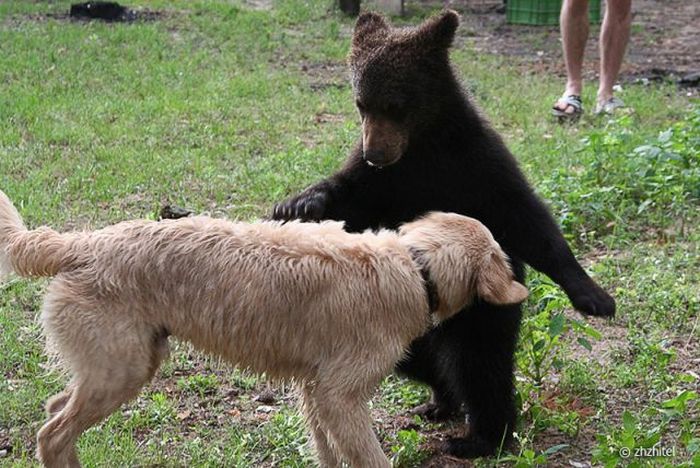 bear cubs visit