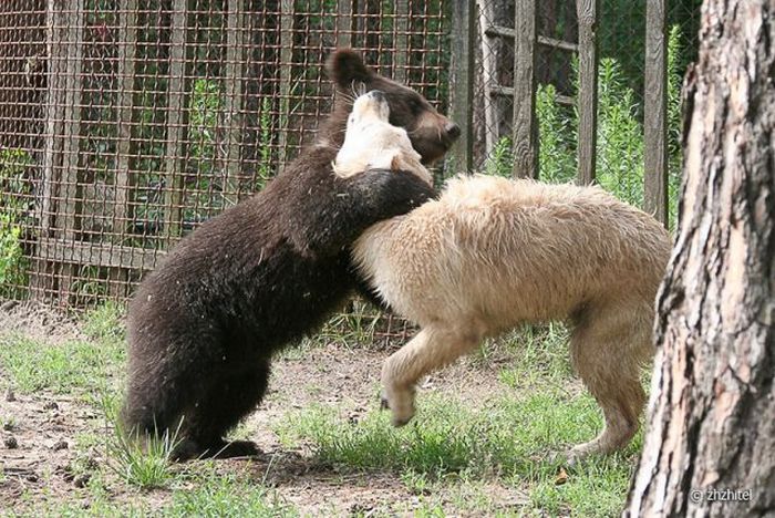 bear cubs visit