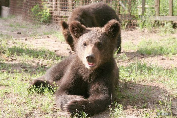 bear cubs visit