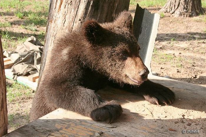 bear cubs visit