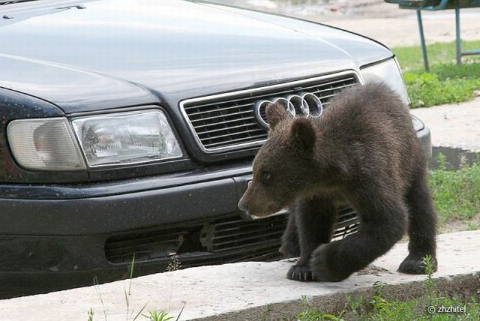 bear cubs visit