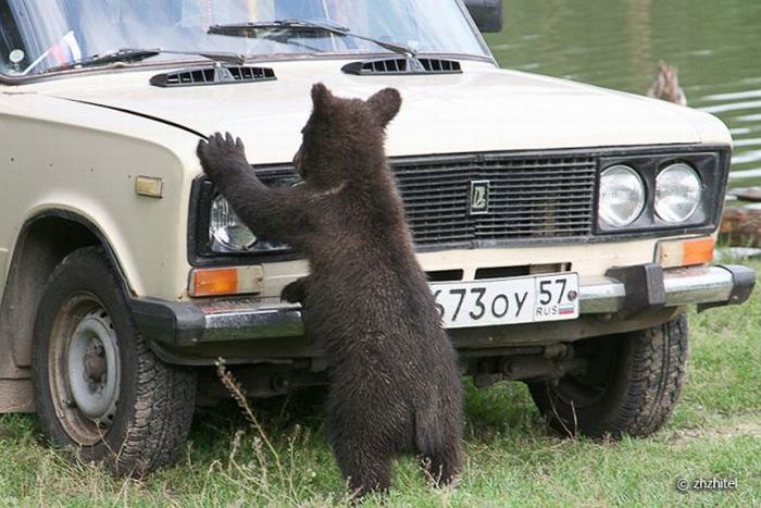 bear cubs visit