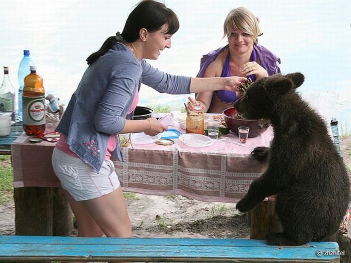 bear cubs visit