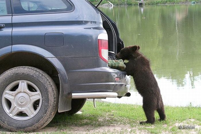 bear cubs visit