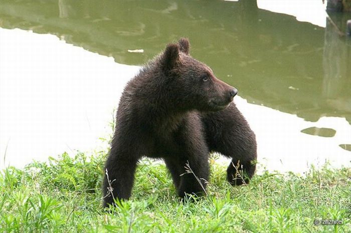 bear cubs visit