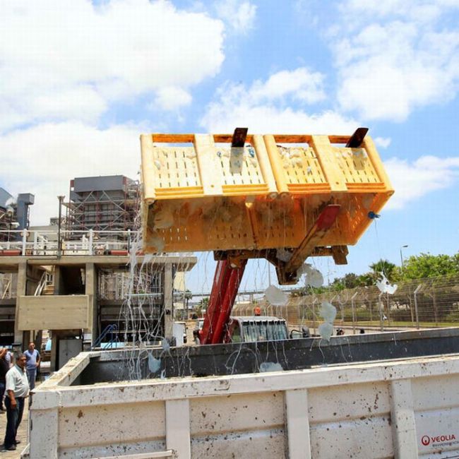 Jellyfish clog water supply, coal-fired power station Orot Rabin, Hadera, Israel