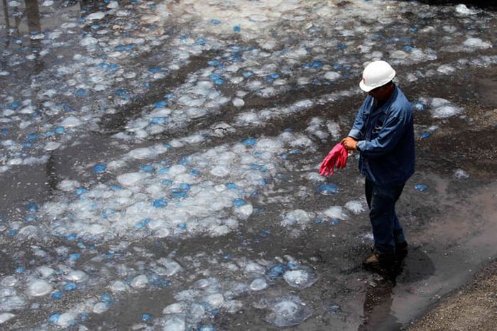 Jellyfish clog water supply, coal-fired power station Orot Rabin, Hadera, Israel