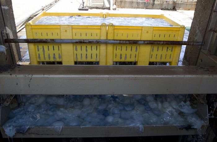 Jellyfish clog water supply, coal-fired power station Orot Rabin, Hadera, Israel