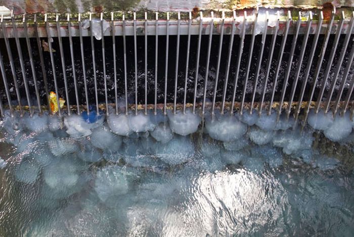Jellyfish clog water supply, coal-fired power station Orot Rabin, Hadera, Israel