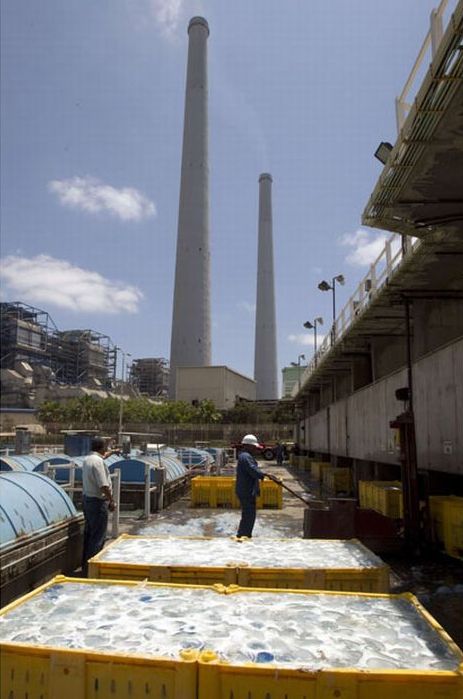 Jellyfish clog water supply, coal-fired power station Orot Rabin, Hadera, Israel