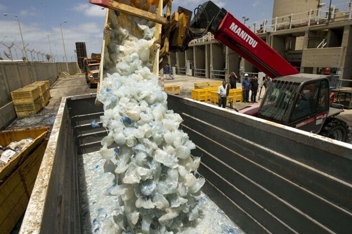 Jellyfish clog water supply, coal-fired power station Orot Rabin, Hadera, Israel