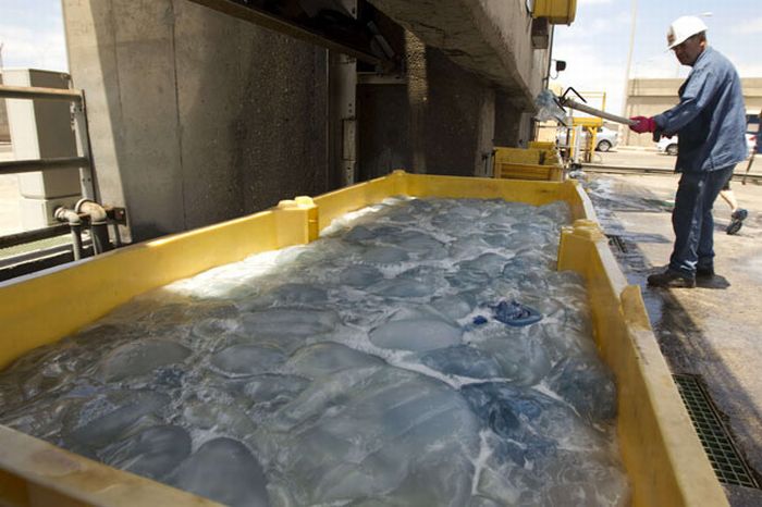 Jellyfish clog water supply, coal-fired power station Orot Rabin, Hadera, Israel