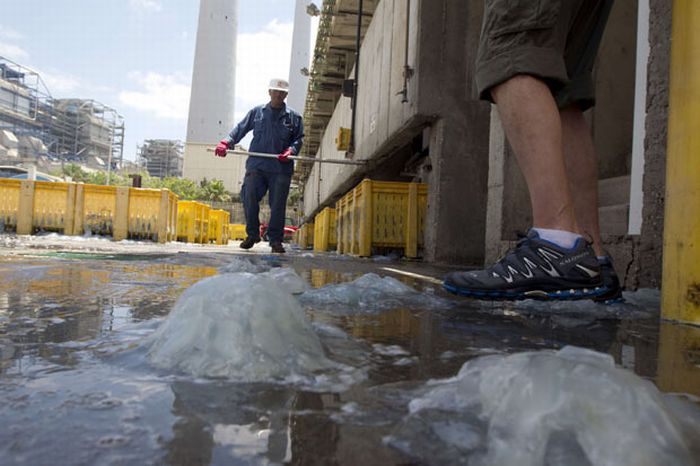 Jellyfish clog water supply, coal-fired power station Orot Rabin, Hadera, Israel