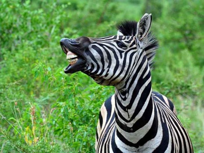 zebra closeup