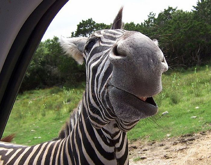 zebra closeup