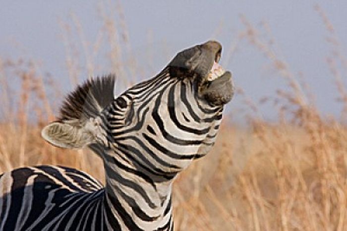 zebra closeup