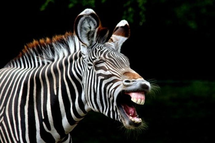 zebra closeup