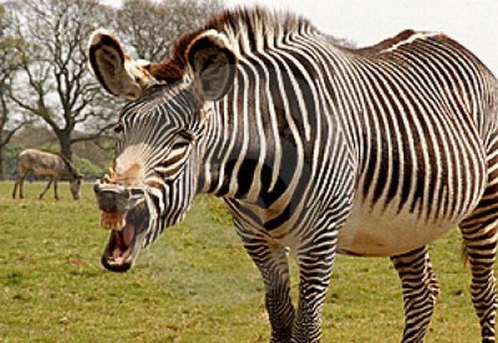 zebra closeup