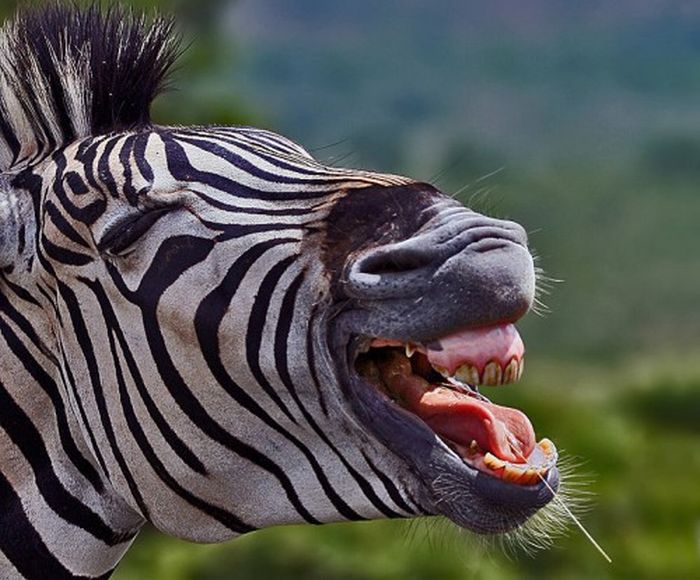 zebra closeup