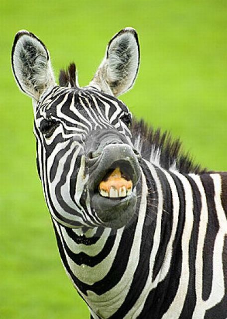 zebra closeup