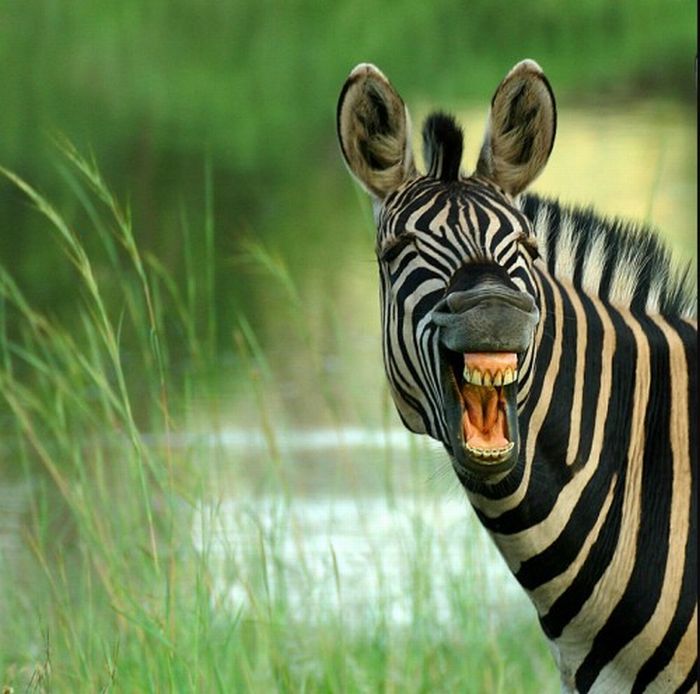 zebra closeup