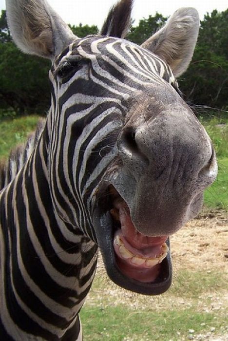 zebra closeup