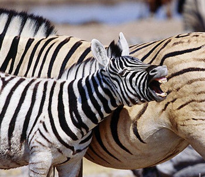 zebra closeup