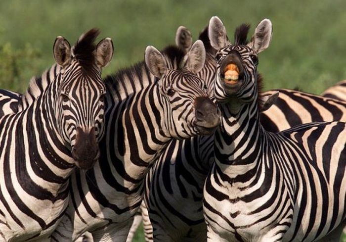 zebra closeup