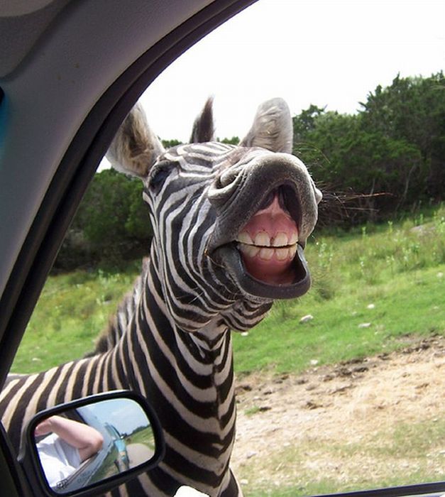 zebra closeup