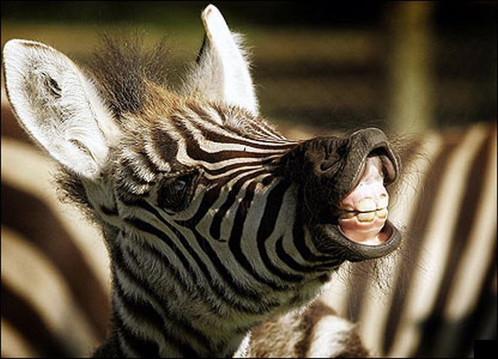 zebra closeup