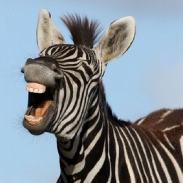 zebra closeup