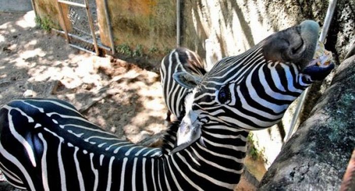 zebra closeup