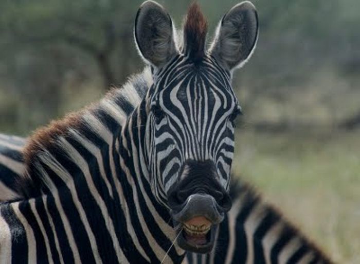 zebra closeup