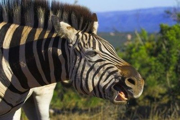 zebra closeup