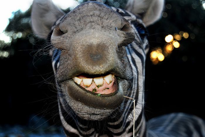 zebra closeup