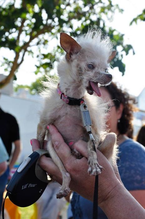 World's Ugliest Dog Contest 2011, Petaluma, California, United States