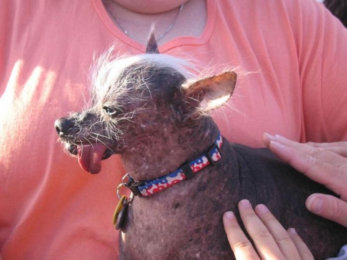 World's Ugliest Dog Contest 2011, Petaluma, California, United States