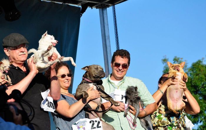 World's Ugliest Dog Contest 2011, Petaluma, California, United States