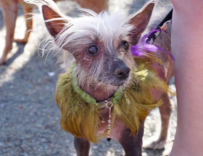 World's Ugliest Dog Contest 2011, Petaluma, California, United States