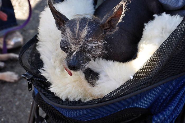 World's Ugliest Dog Contest 2011, Petaluma, California, United States