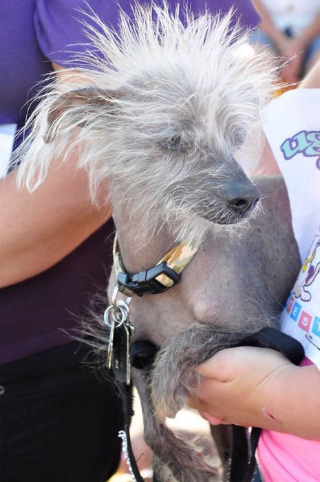 World's Ugliest Dog Contest 2011, Petaluma, California, United States