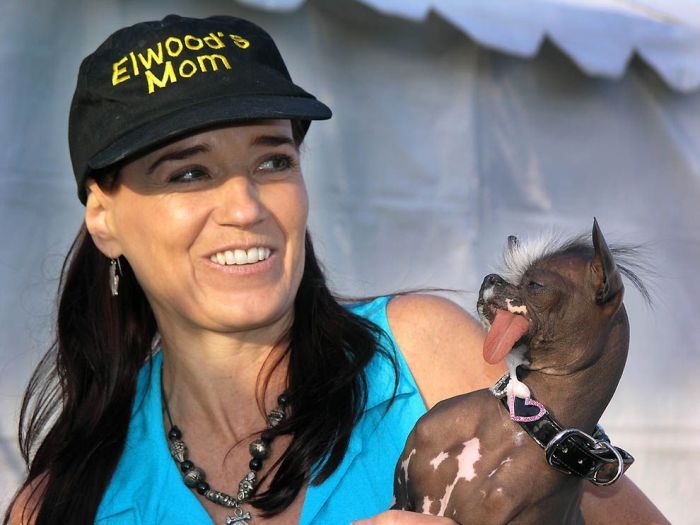 World's Ugliest Dog Contest 2011, Petaluma, California, United States