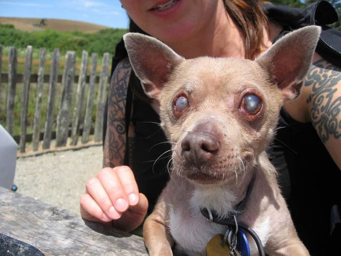 World's Ugliest Dog Contest 2011, Petaluma, California, United States