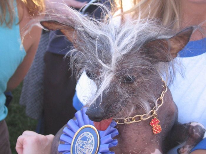 World's Ugliest Dog Contest 2011, Petaluma, California, United States