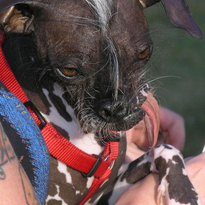 World's Ugliest Dog Contest 2011, Petaluma, California, United States