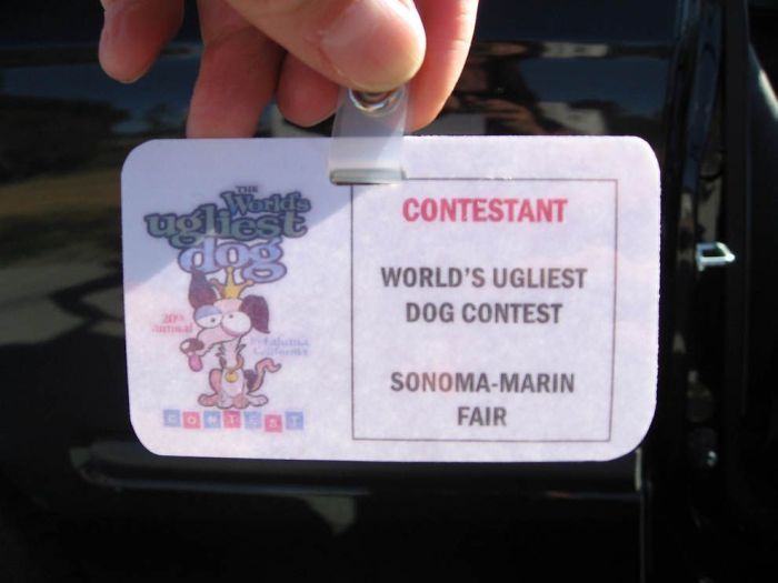 World's Ugliest Dog Contest 2011, Petaluma, California, United States