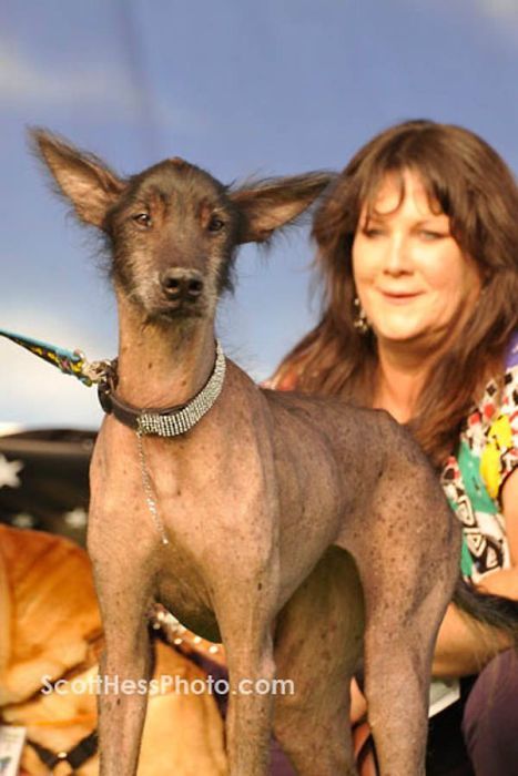 World's Ugliest Dog Contest 2011, Petaluma, California, United States