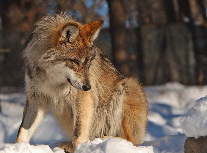 gray wolf